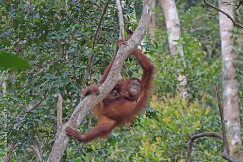 orangutan 11
