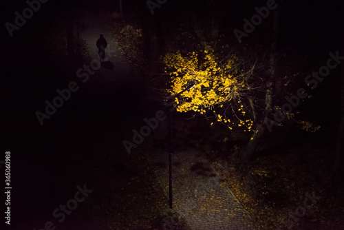 lonely man walks through the night park autumn lantern shines on a tree of yellow leaves