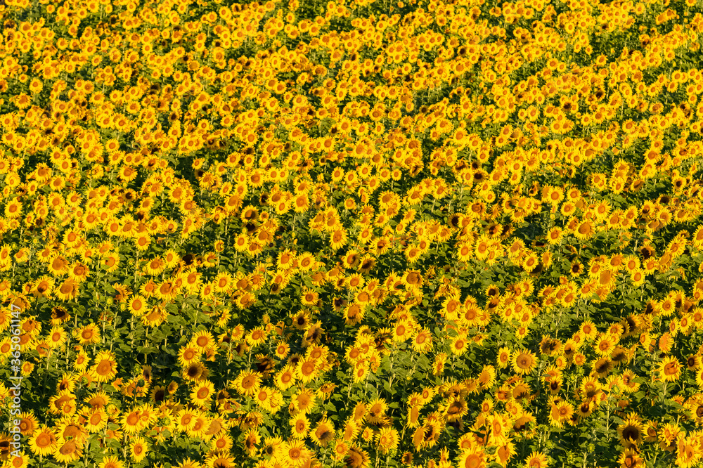 Obraz premium sunflowers field in full sun in Provence, yellow background 