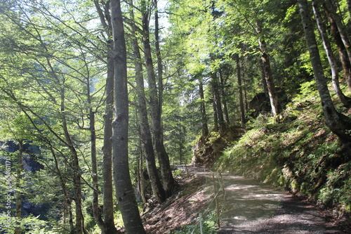 Weg führt durch einen Wald