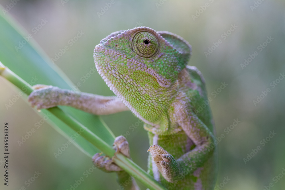 Obraz premium chameleon on a tree