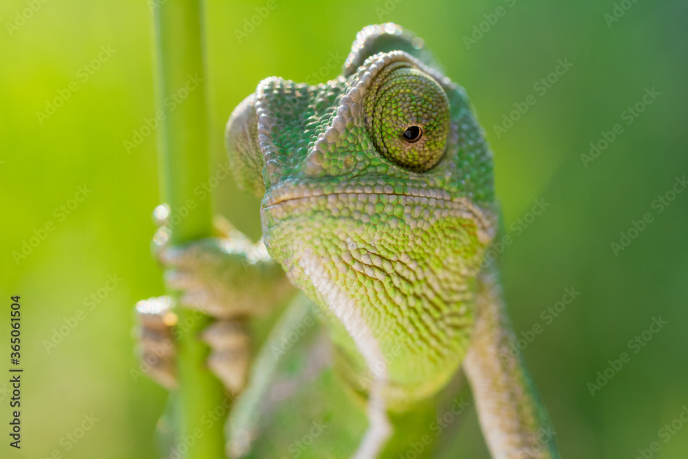 Fototapeta premium chameleon on a tree