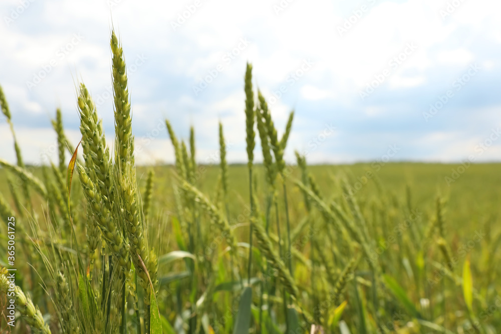 Agricultural field with ripening cereal crop on cloudy day, closeup