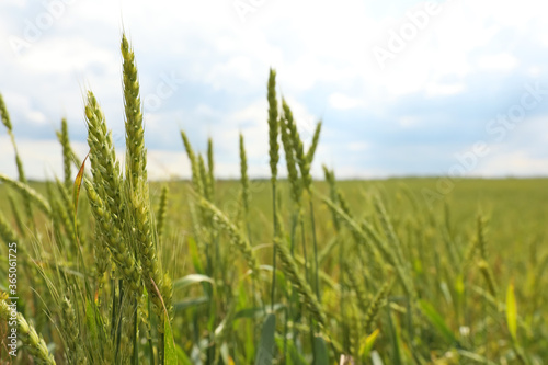 Agricultural field with ripening cereal crop on cloudy day  closeup