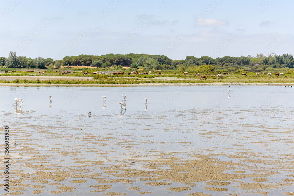 Landscape of the Donana National Park in Spain. Coastal area in southern Spain. Huelva, Andalusia, Spain.