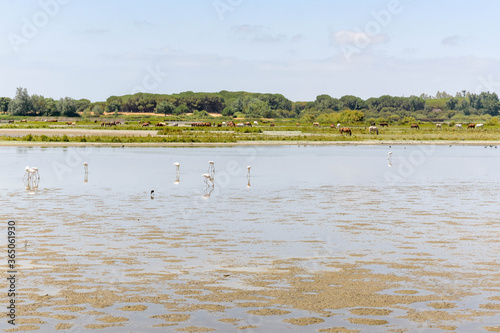 Landscape of the Donana National Park in Spain. Coastal area in southern Spain. Huelva, Andalusia, Spain.