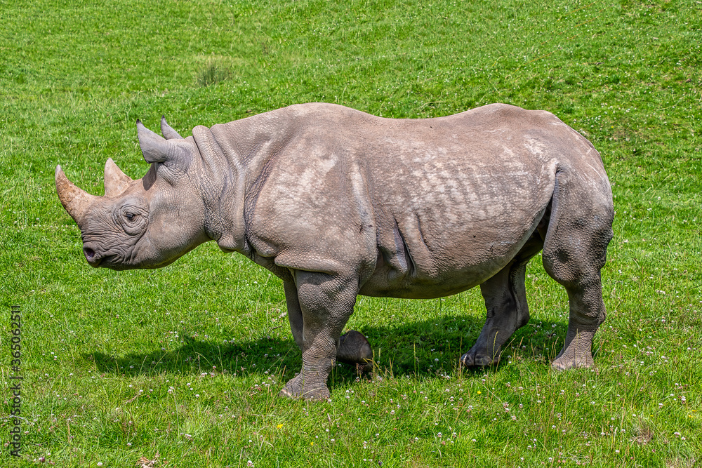 Obraz premium Black Rhino