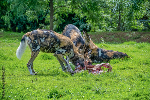 African painted dogs