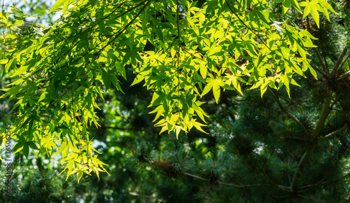 Maple Acer Palmatum with bright orange and green leaves against blue sky. Selective focus. Sunny spring day. Place for your text