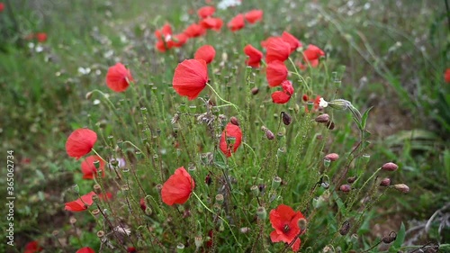 coquelicots fleur des champs