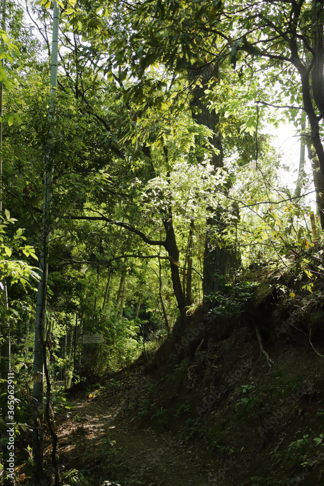 Obraz premium 京都桂＆御所20150511