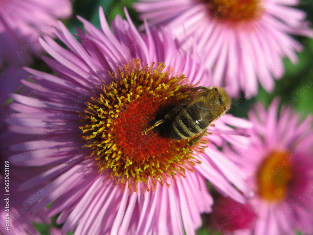 Obraz premium Honey bee on a pink New England aster flower (Symphyotrichum novae-angliae)