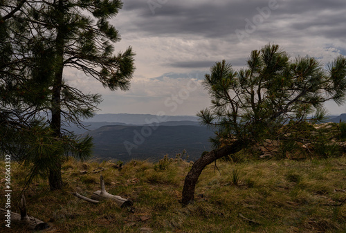 This is a view of the valley below, from FR 300 in the Mogollon Rim, I am standing on the grassy edge of the Rim with trees close to the edge.
