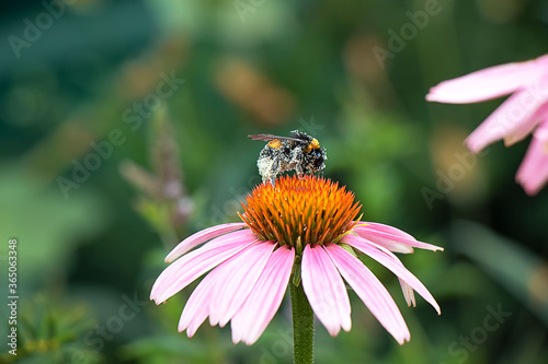 a large bumblebee whose body is covered with flower pollen sits on a flower