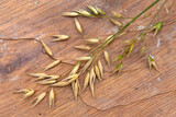 Detail of the green Oat Spike 