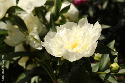 Closeup view of blooming white peony bush outdoors