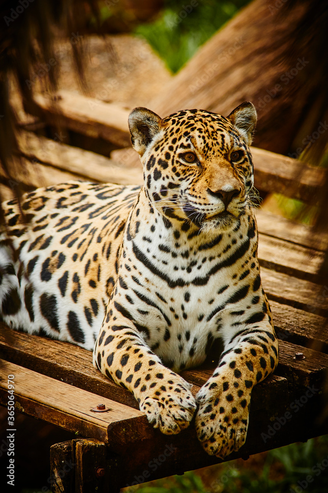 Obraz premium Jaguar