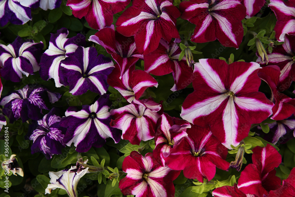 Naklejka premium Closeup view of beautiful petunia flowers. Potted plant