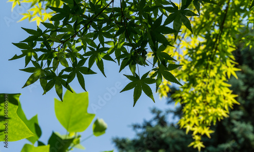 Maple Acer Palmatum with bright orange and green leaves against blue sky. Selective focus. Sunny spring day. Place for your text