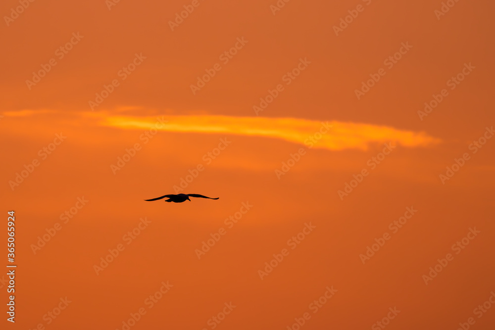 Lecący ptak na tle zachodu słońca - Dolina Baryczy Polska, pomarańczowe niebo nad stawami