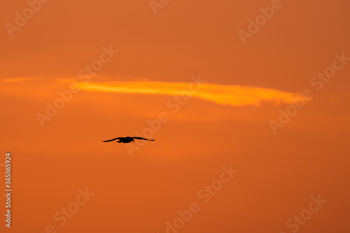 Lecący ptak na tle zachodu słońca - Dolina Baryczy Polska, pomarańczowe niebo nad stawami