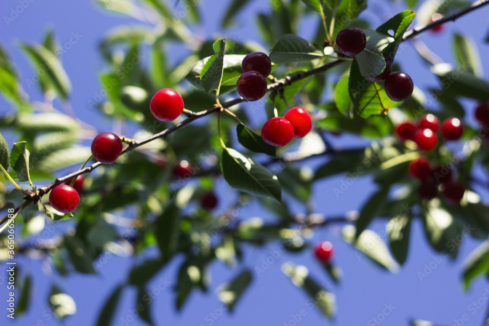 Ripe cherry berries hanging on a tree, red fruits, harvest. Summer, beautiful sunny color Ripe cherry berries hanging on a tree, red fruits, harvest. Summer, beautiful sunny color