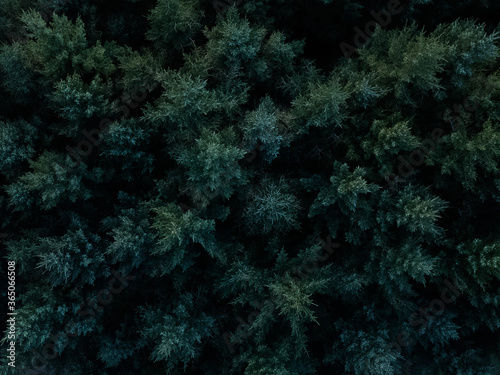 Aerial View of Top of Trees © Kyle