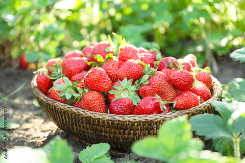 Delicious ripe strawberries in wicker basket outdoors  closeup