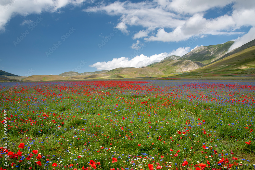 famous flowering of lentils and poppies in Castelluccio di Norcia in the park of the Sibillini Mountains. Background.