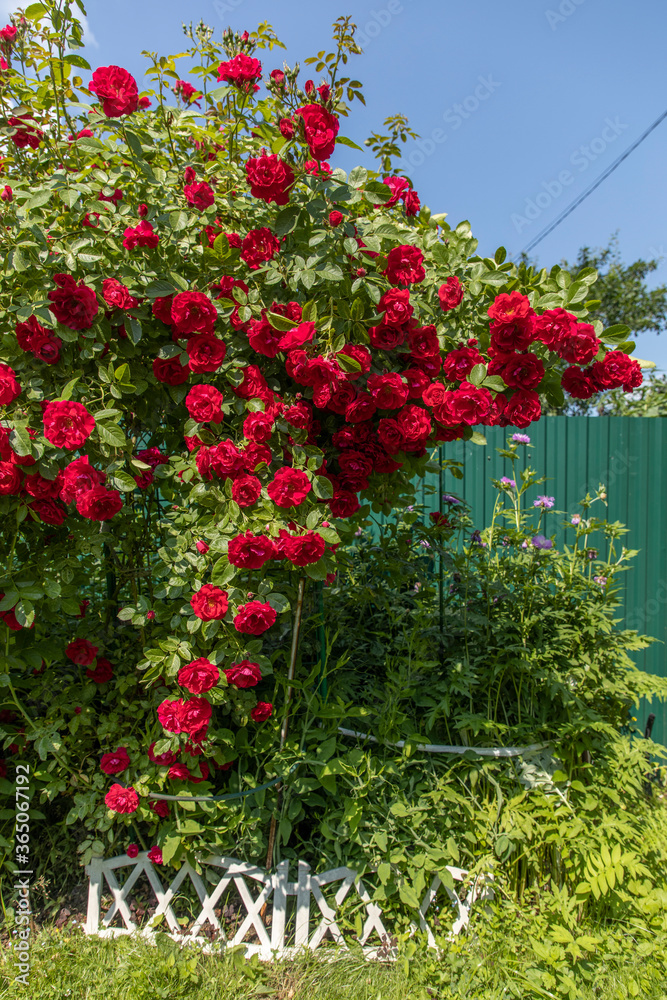 Bright red spray roses in the garden and blue sky