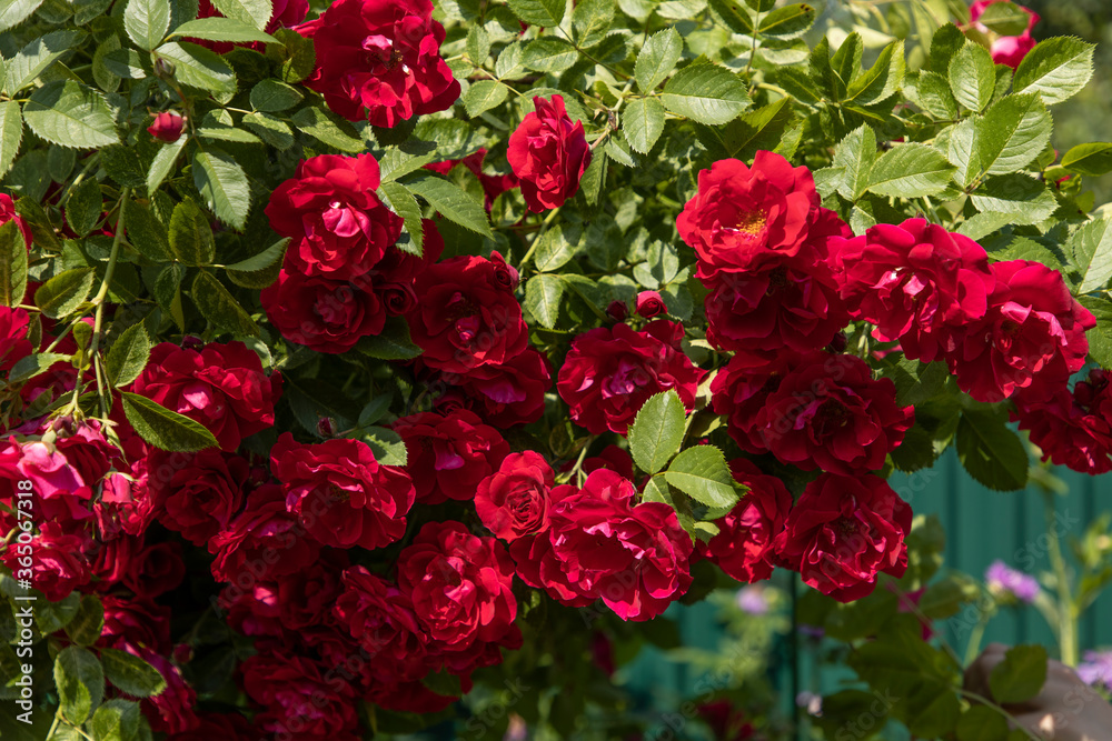 Bright red spray roses in the garden and blue sky Bright red spray roses in the garden and blue sky