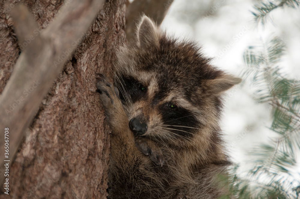 Naklejka premium Raccoon animal animal stock photos. Head close-up. Image. Portrait. Picture. Looking at camera.
