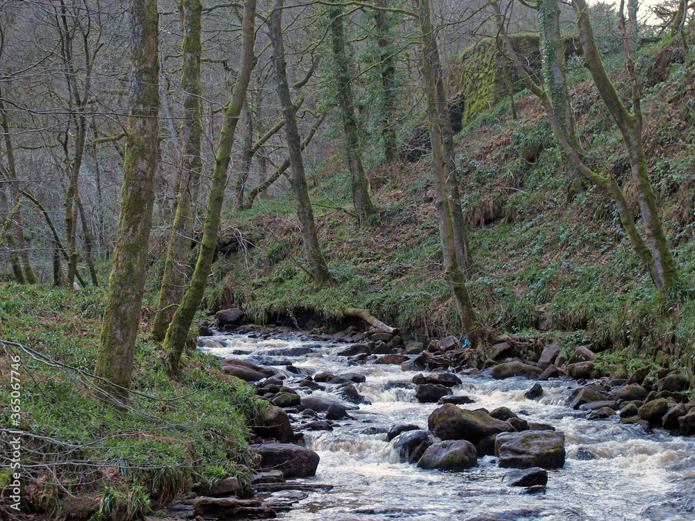 Obraz premium a river flowing though a steep valley with moss covered winter trees and water flowing over rocks