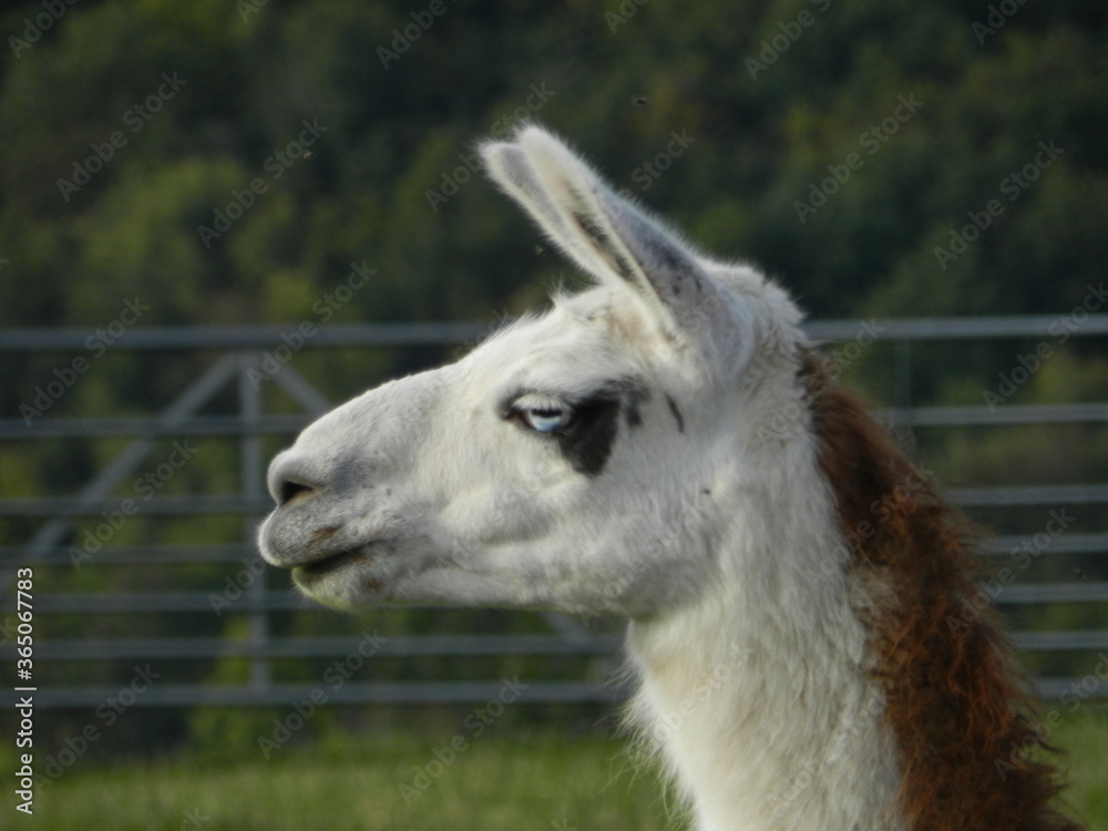 Obraz premium Lama Profile