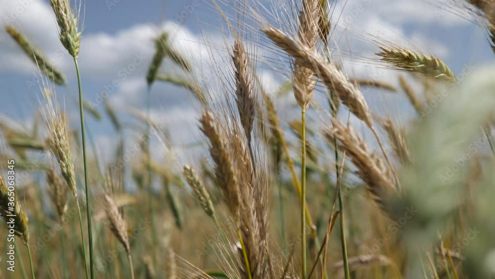 View on Summer wheat field which is ready to be harvested View on Summer wheat field which is ready to be harvested