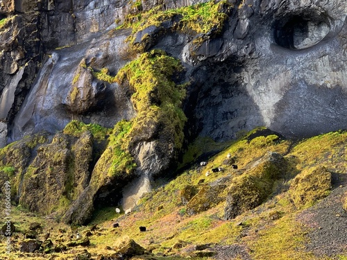 Sheep on Cliff Iceland