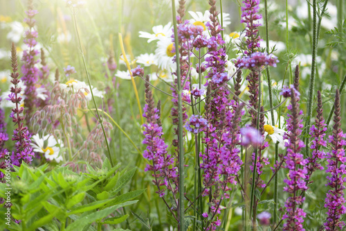Daisies and purple wildflowers, near nature flowerfield with sunshine photo
