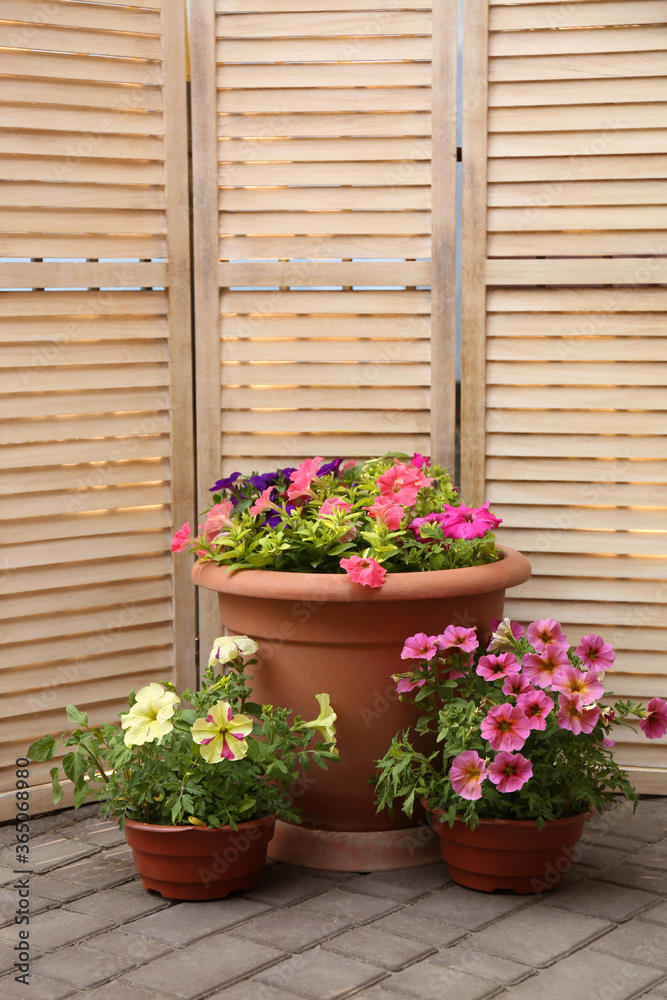 Fototapeta premium Beautiful petunia flowers in pots near folding screen