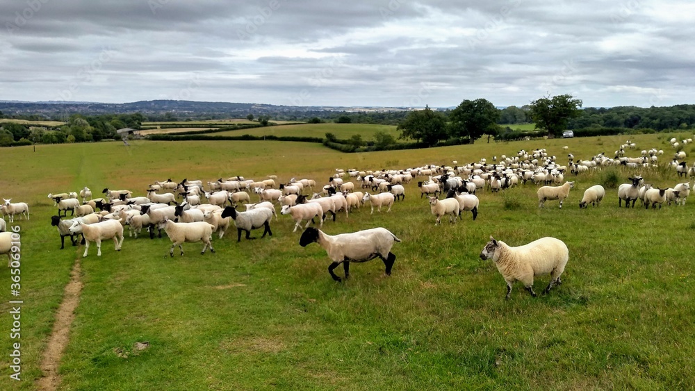 A flock of sheep crossing a field with a rural view in the distance and a cloudy sky.