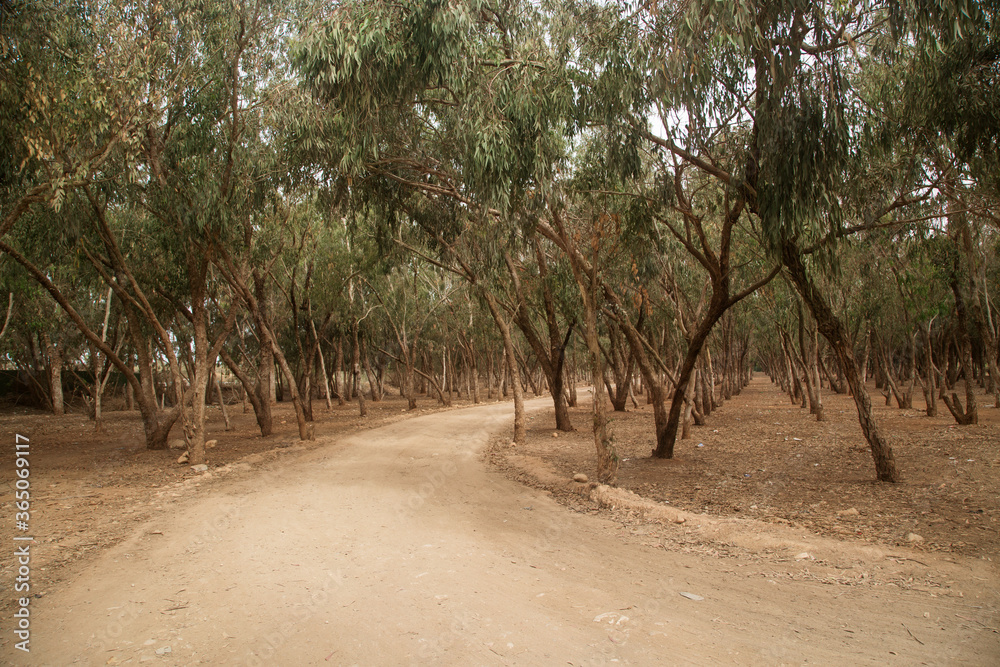 Park with eucalyptus trees planted in straight rows Park with eucalyptus trees planted in straight rows