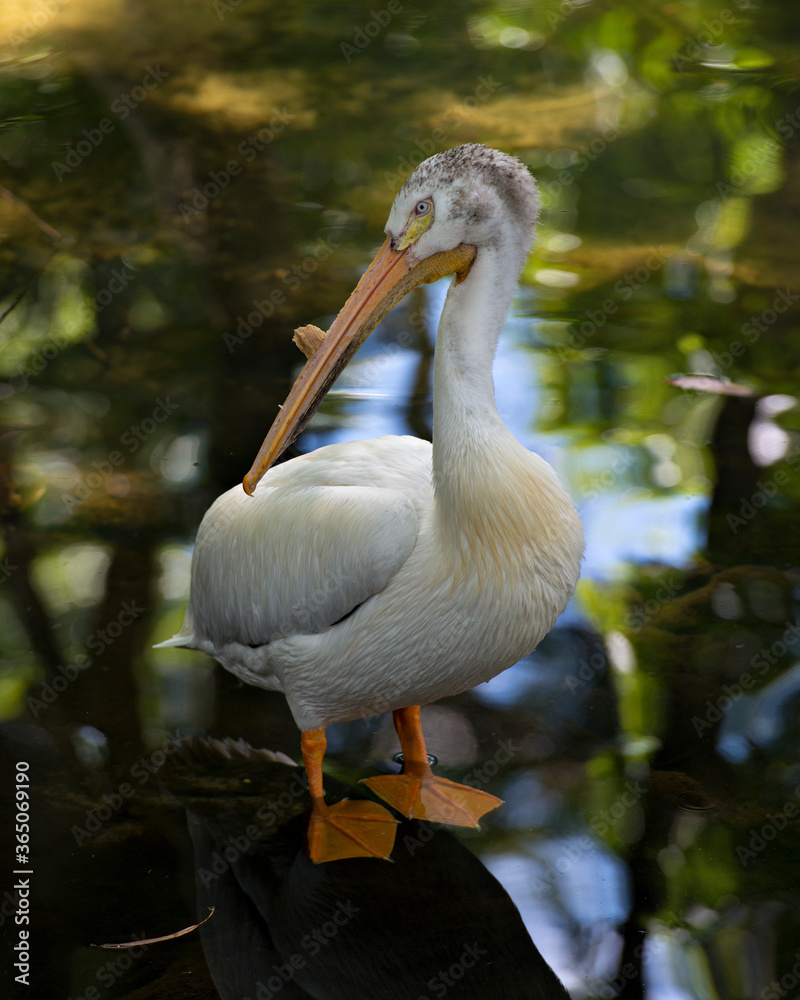 White Pelican bird stock photos. White Pelican bird profile-view. Juvenile bird. Image. Picture. Portrait. White Pelican bird stock photos. White Pelican bird profile-view. Juvenile bird. Image. Picture. Portrait.