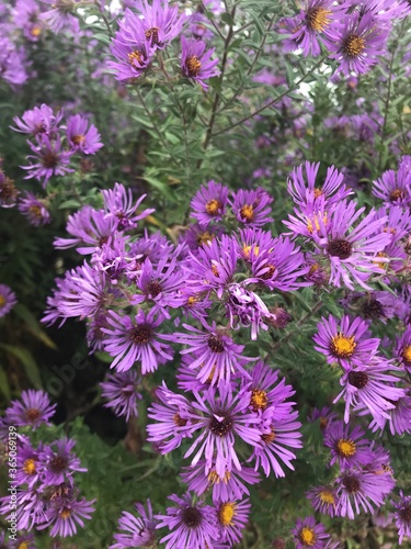 purple flowers in the garden