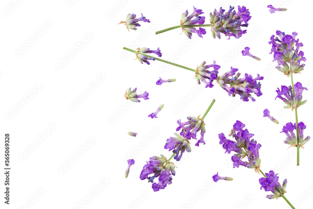 Fototapeta premium lavender flowers isolated on white background. top view