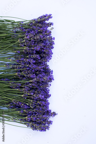 Blooming lavender flowers on the white background