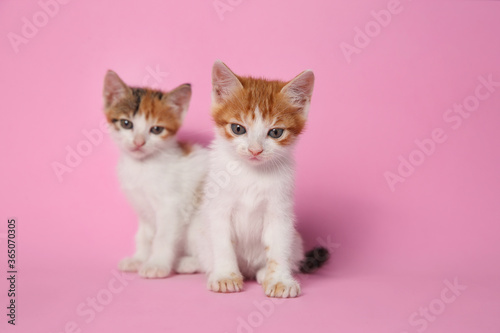 Cute little kittens on pink background. Baby animals © New Africa