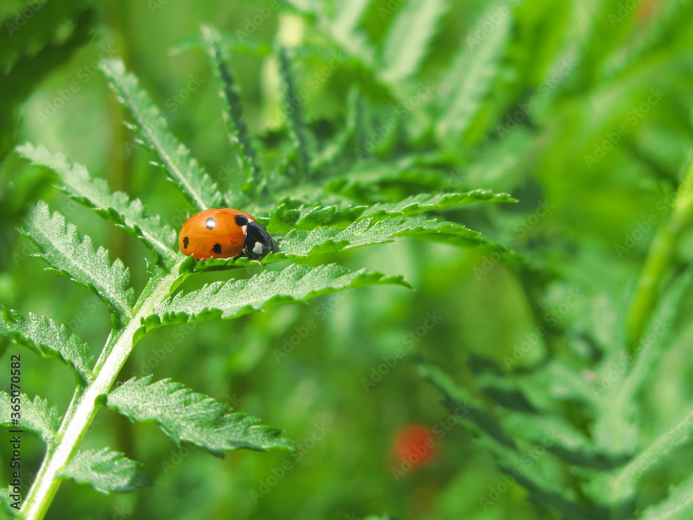 Fototapeta premium Seven-spot ladybird/Seven-spotted ladybug (Coccinella septempunctata) on a green leaf