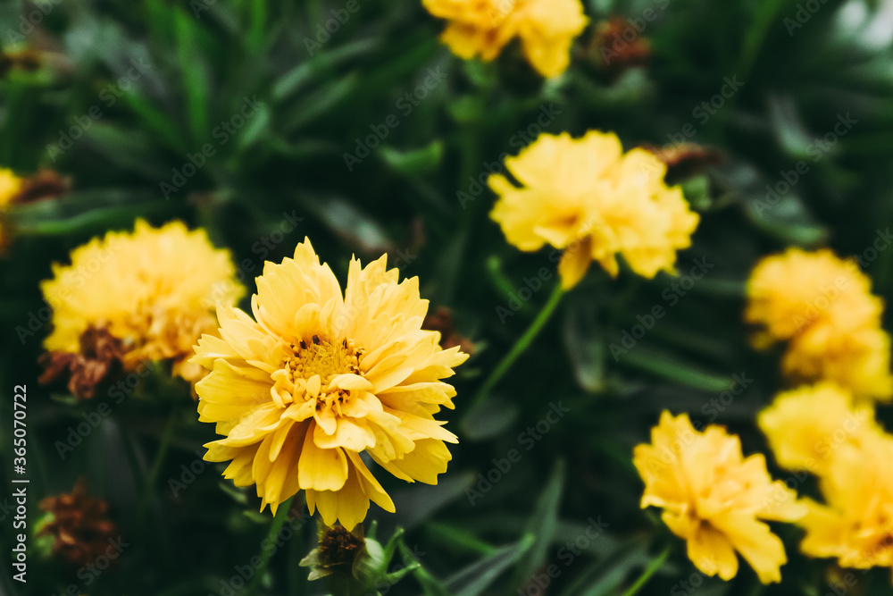 Coréopsis ou coreopsis grandiflora - Jolie fleur jaune dans le jardin Coréopsis ou coreopsis grandiflora - Jolie fleur jaune dans le jardin