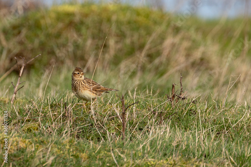 Lark in grass © Photop