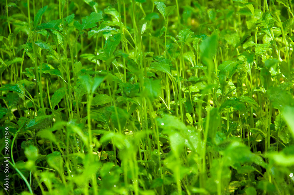Natural background. green plants with dew. nice sunny morning. green natural background. season of spring and summer. green dew grass Natural background. green plants with dew. nice sunny morning. green natural background. season of spring and summer. green dew grass