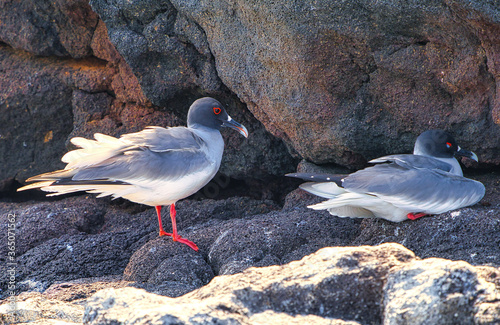 swallow tailed gull Creagrus furcatus north seymour island Galapagos in Ecuador south america photo